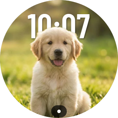 Golden retriever puppy watch face