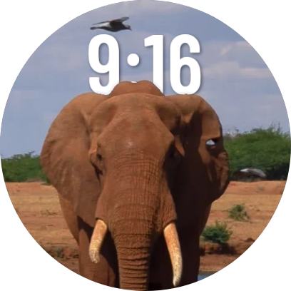 Elephant watch face