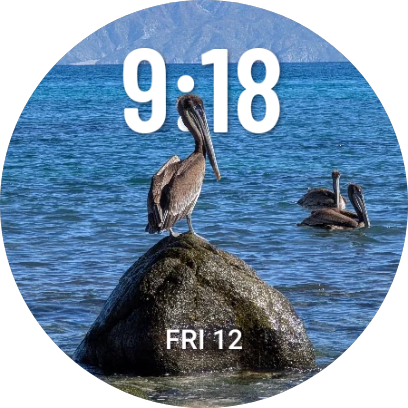 Pelicans on beach watch face